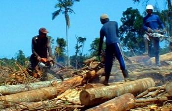 Kepergok Polisi nebang kayu hutan, 3 pembalak liar di Bengkalis ngaku untuk perayaan HUT RI